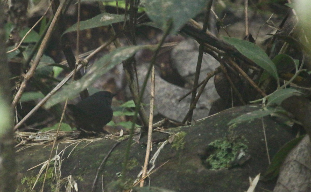 Brown-rumped Tapaculo - ML586267811
