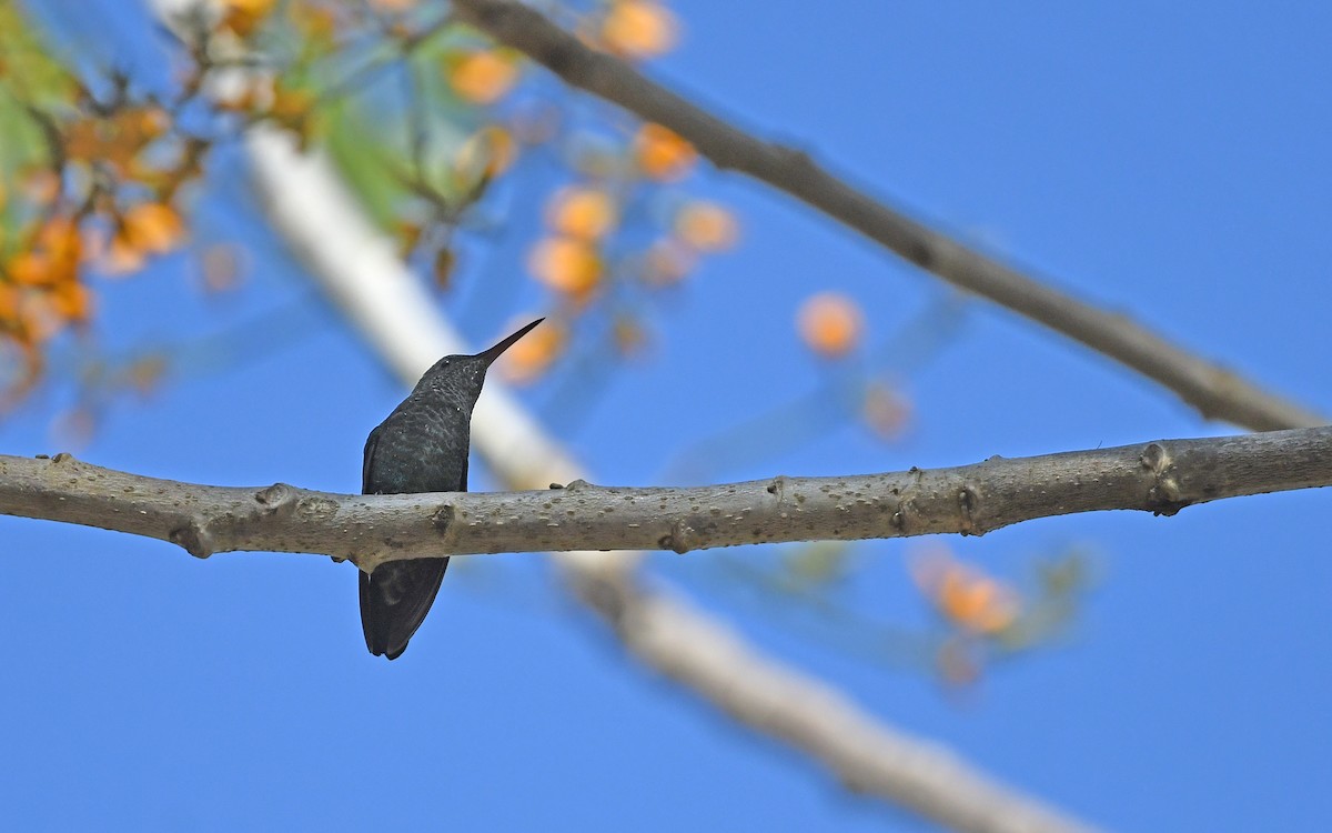 Steely-vented Hummingbird - ML586268341