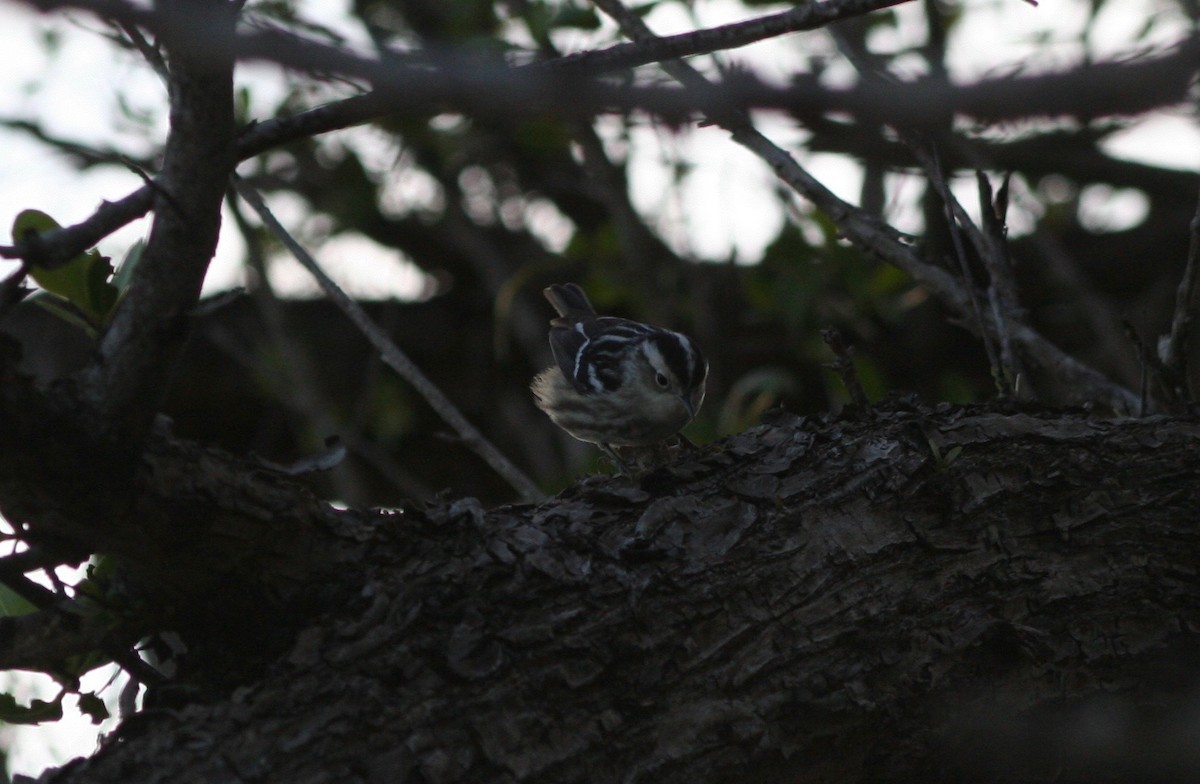 Black-and-white Warbler - ML58626971