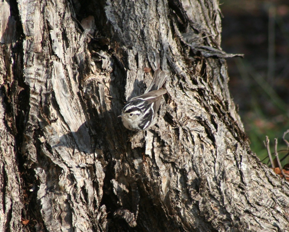 Black-and-white Warbler - ML58626981