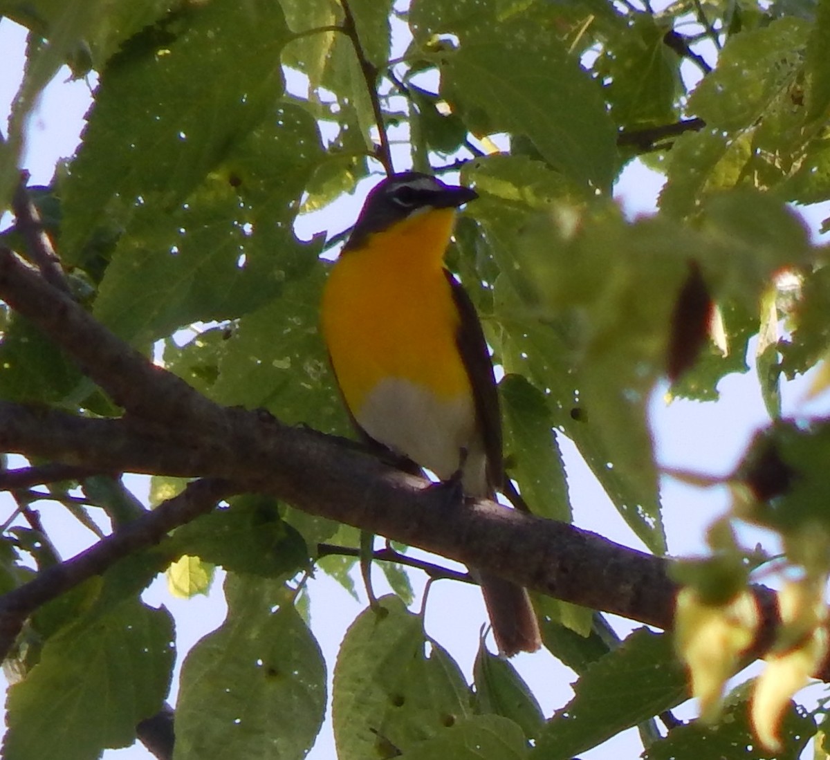 Yellow-breasted Chat - John Tollefson