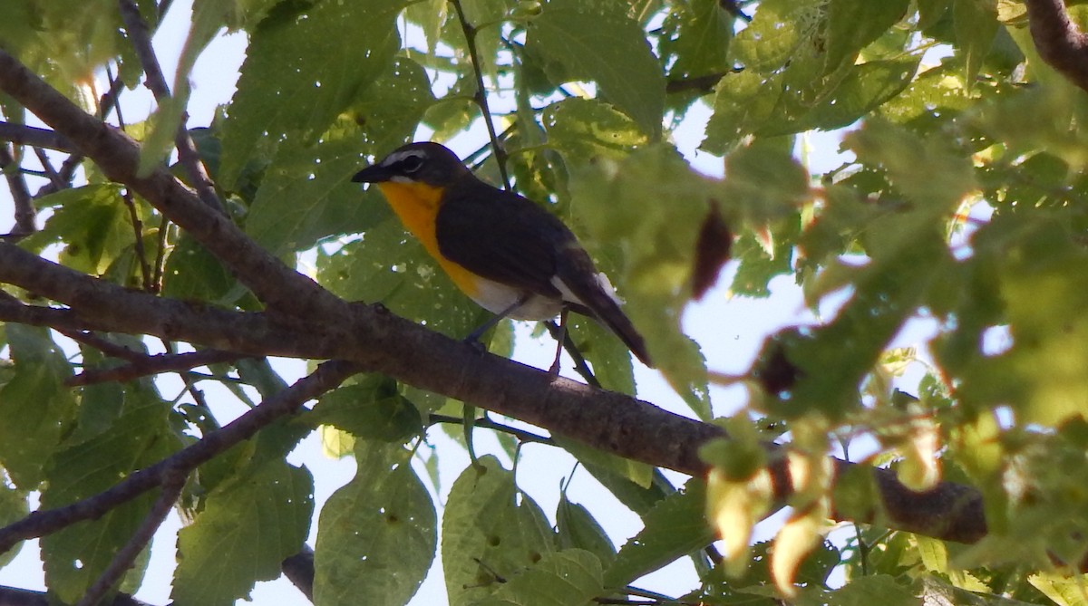 Yellow-breasted Chat - ML586270191