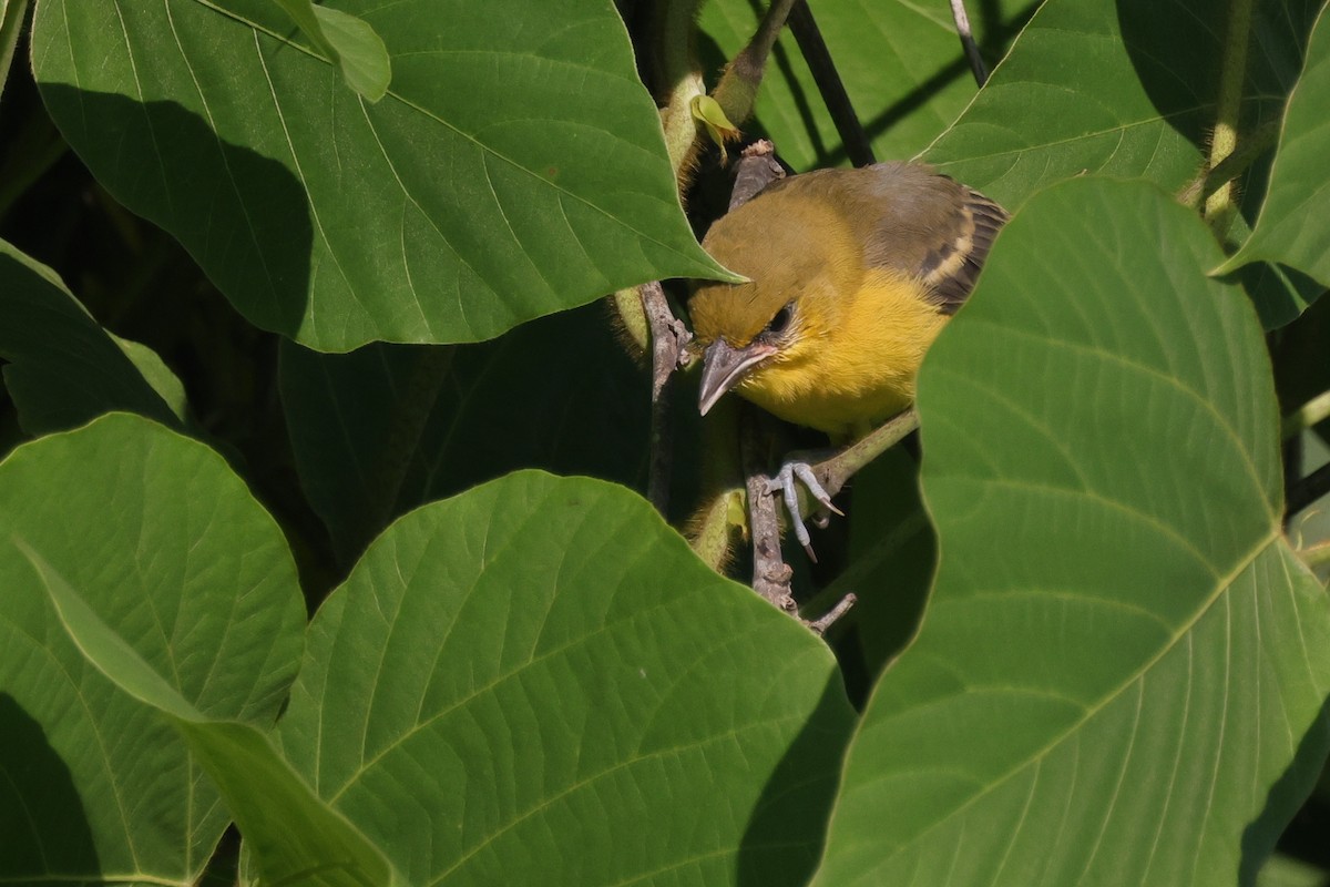 Orchard Oriole - ML586274341