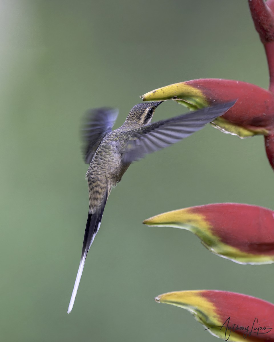 Мексиканский колибри-отшельник - ML586277041
