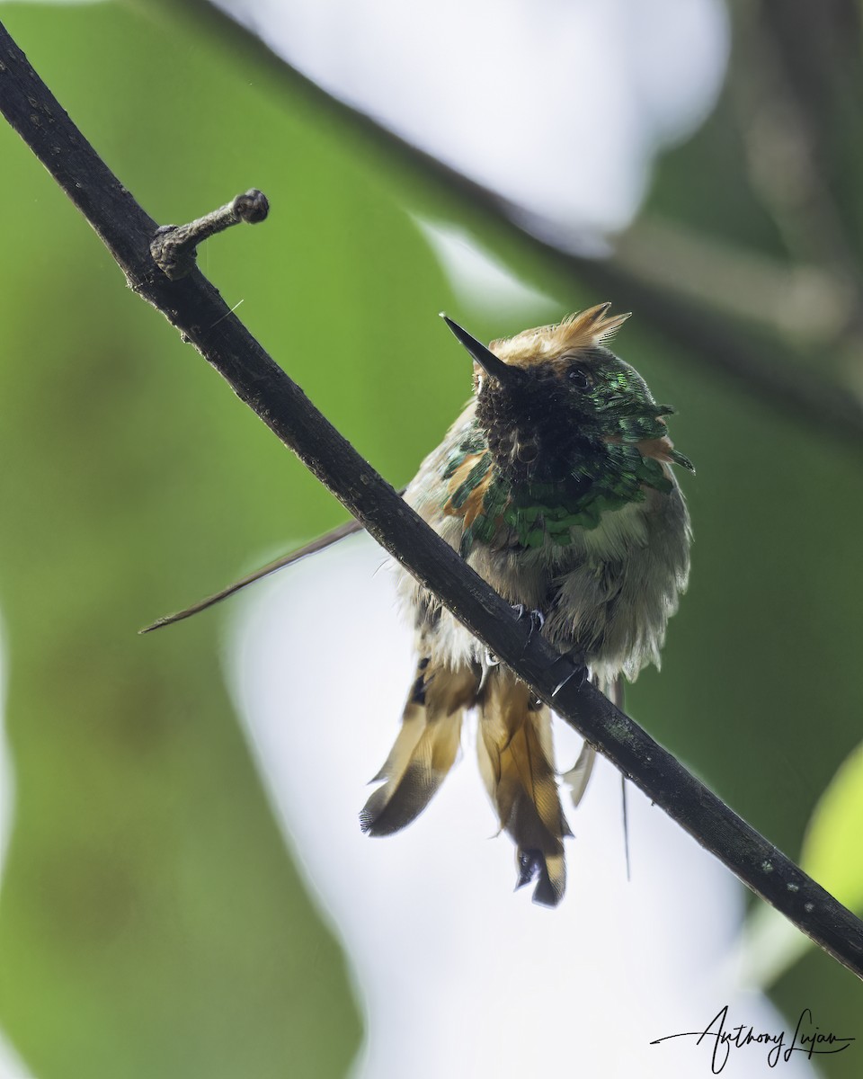 Short-crested Coquette - ML586277071