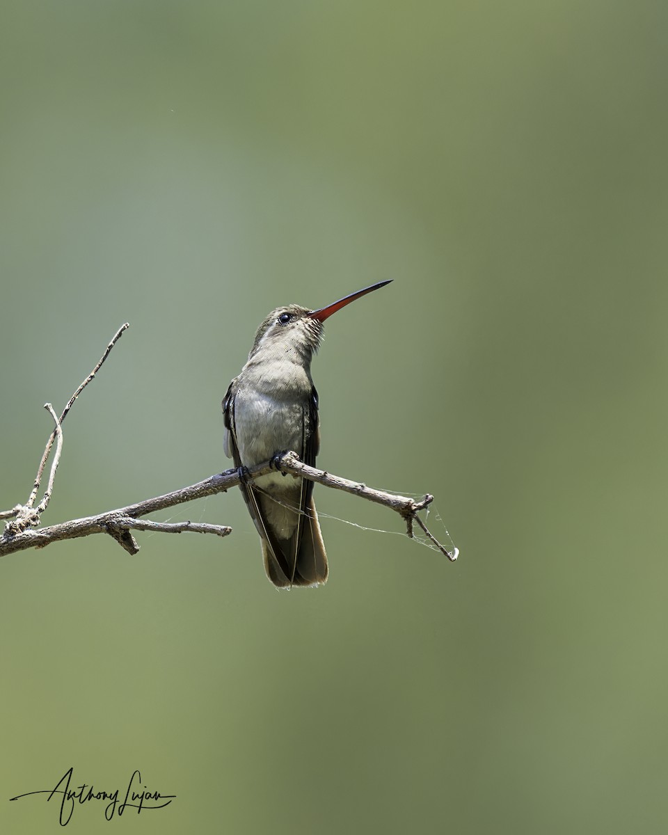 Dusky Hummingbird - ML586279741