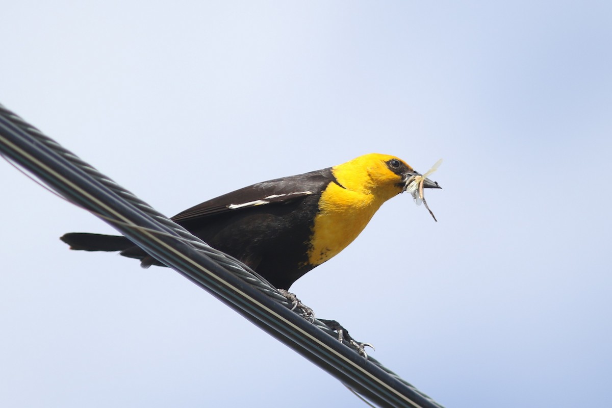 Yellow-headed Blackbird - ML586279941