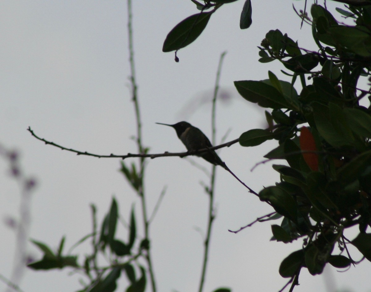 Ruby-throated Hummingbird - ML58628081