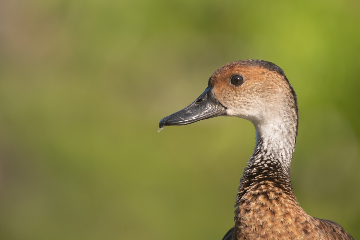 West Indian Whistling-Duck - ML586282961