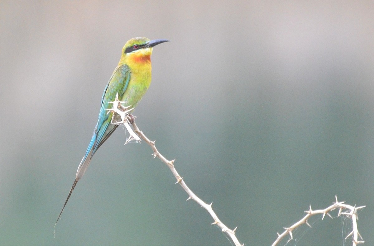 Blue-tailed Bee-eater - ML586288131