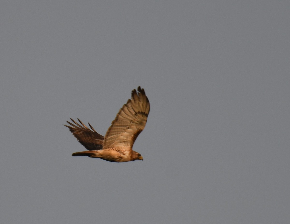 Red-tailed Hawk - ML586288751