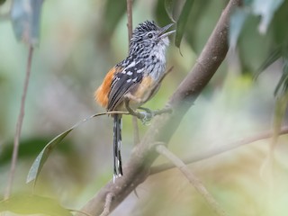  - Striated Antbird