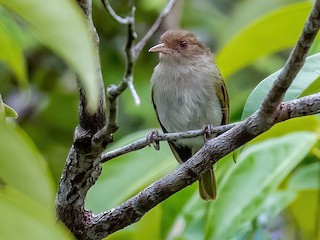  - Brown-headed Greenlet