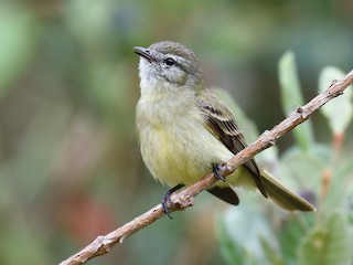  - Planalto Tyrannulet