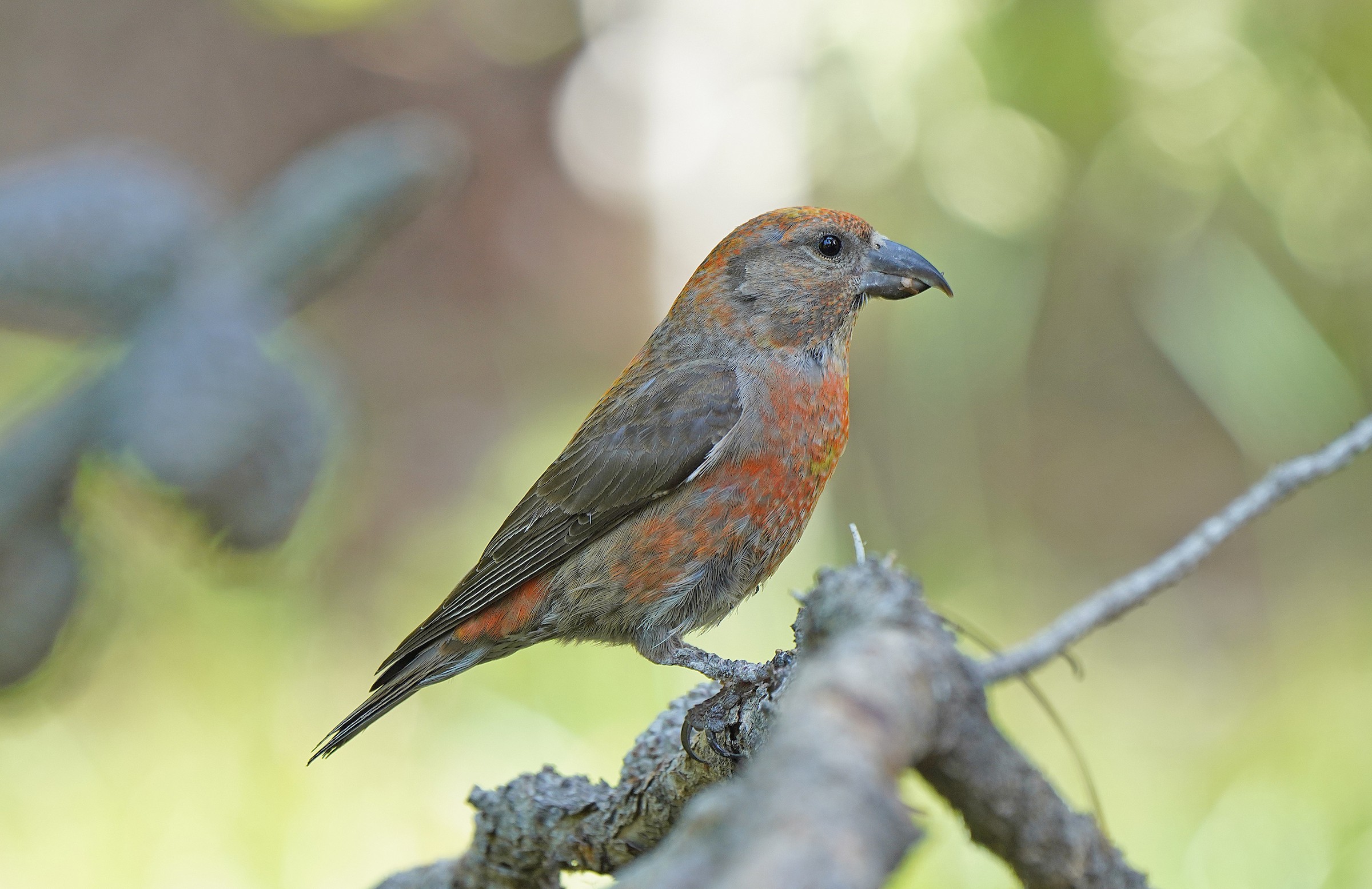 Cassia Crossbill Tour