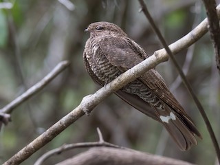  - Band-tailed Nighthawk