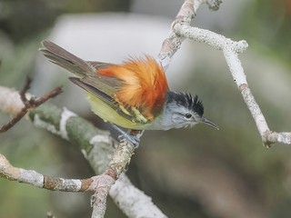  - Chestnut-shouldered Antwren