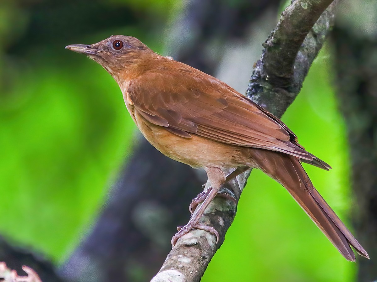 Hauxwell's Thrush - Turdus hauxwelli - Birds of the World