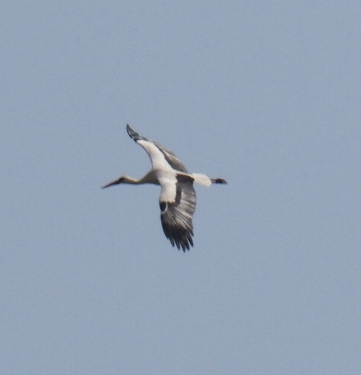 White Stork - ML586302841