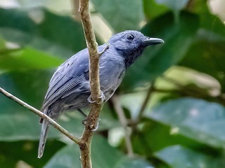  - Saturnine Antshrike