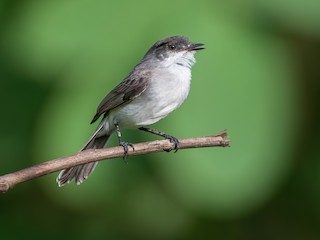  - River Tyrannulet