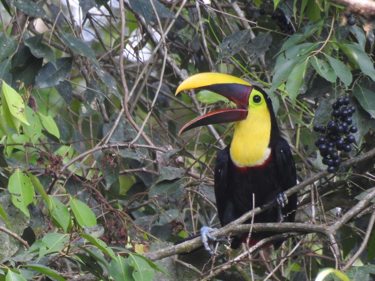 Toucan tocard (swainsonii) - ML58630451