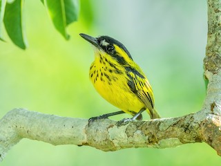  - Yellow-browed Tody-Flycatcher