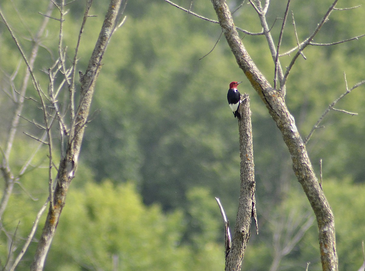 Red-headed Woodpecker - ML586305671