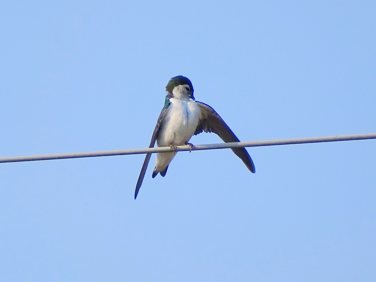 Violet-green Swallow - Paul Foth