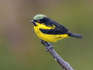  - Yellow-bellied Dacnis