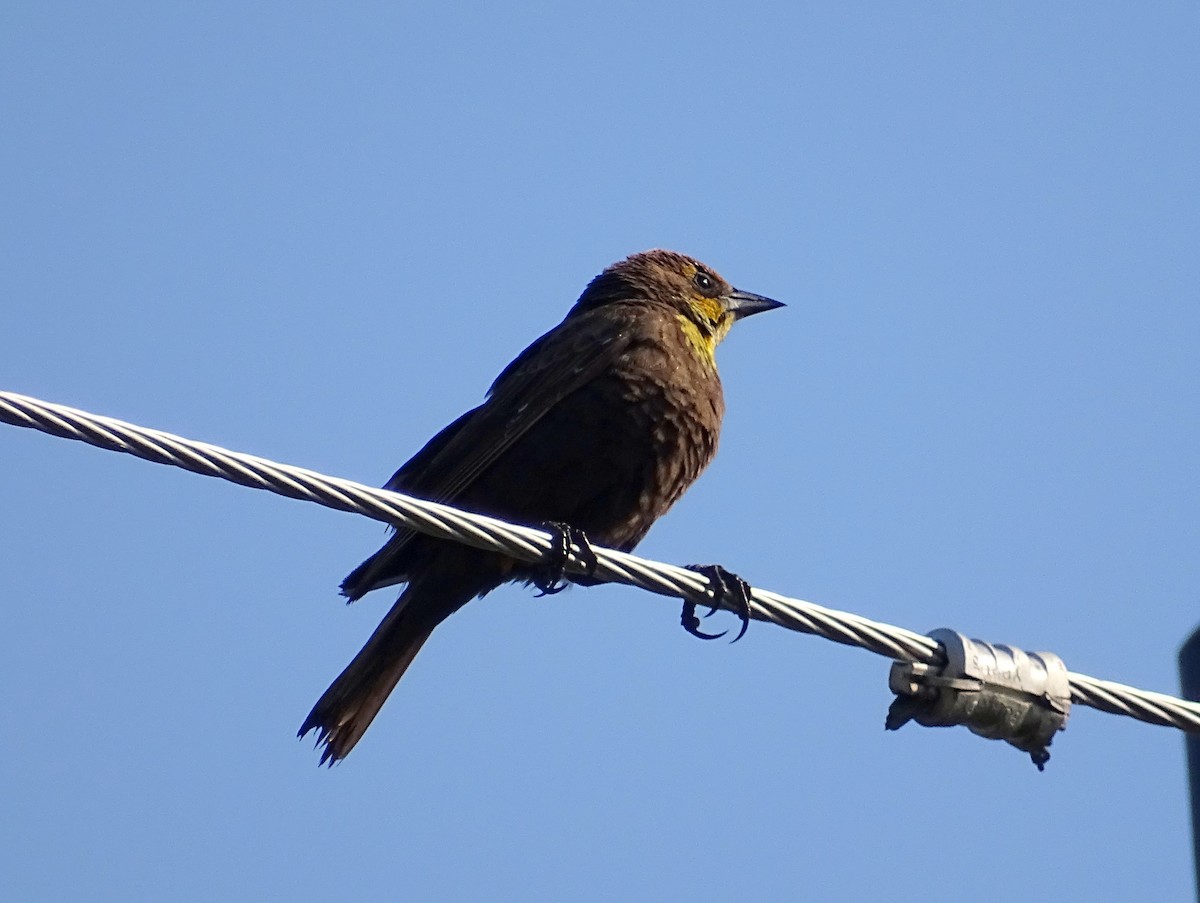 Yellow-headed Blackbird - ML586307001