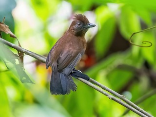  - White-shouldered Antshrike