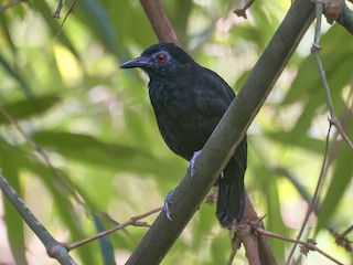  - Goeldi's Antbird