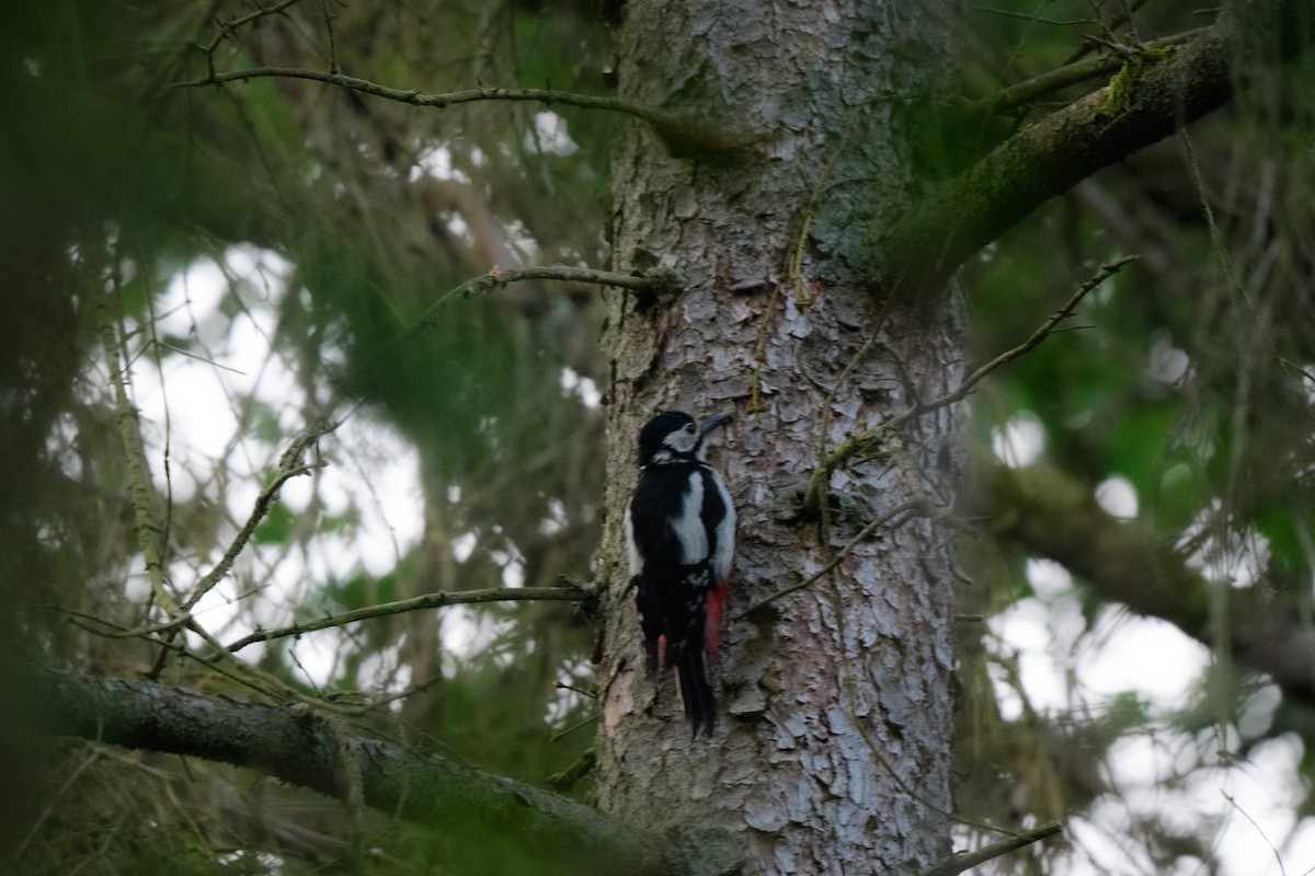 Great Spotted Woodpecker - ML586309221
