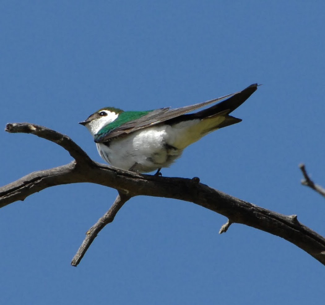 Violet-green Swallow - ML58631271
