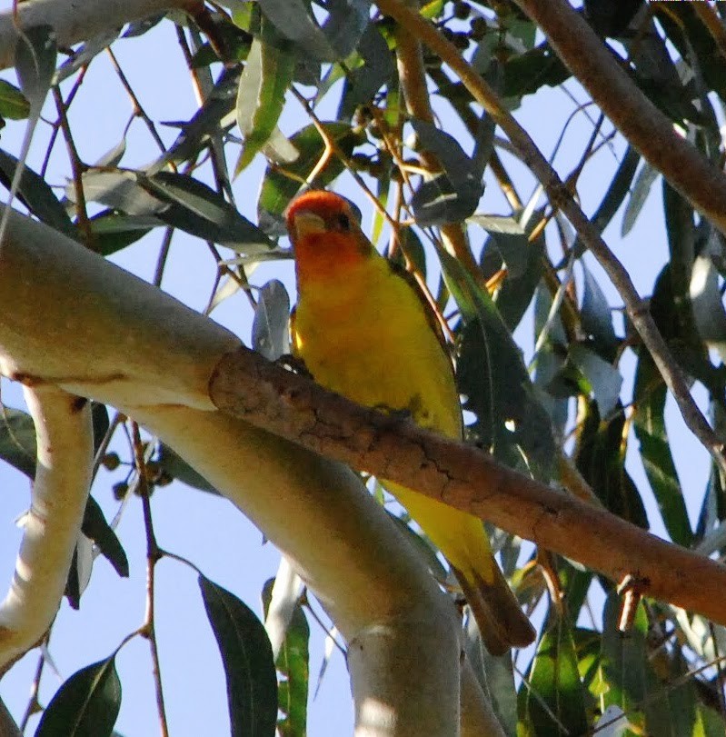 Western Tanager - Eric Storms