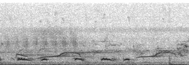 Зозуля-довгохвіст гірська (підвид patulus) - ML58632