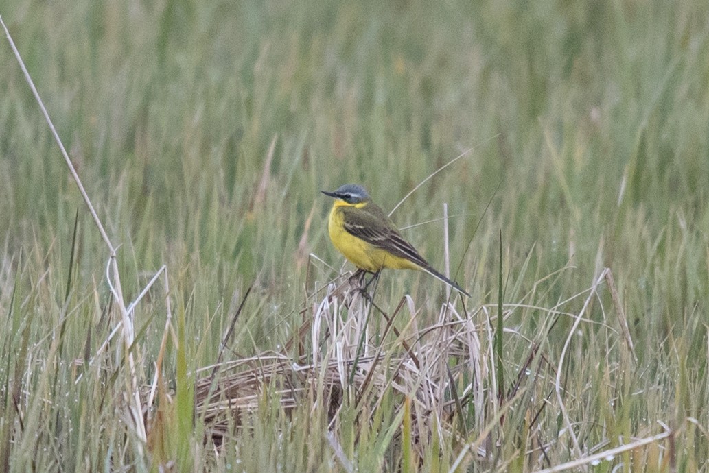 Eastern Yellow Wagtail - Aaron Lang