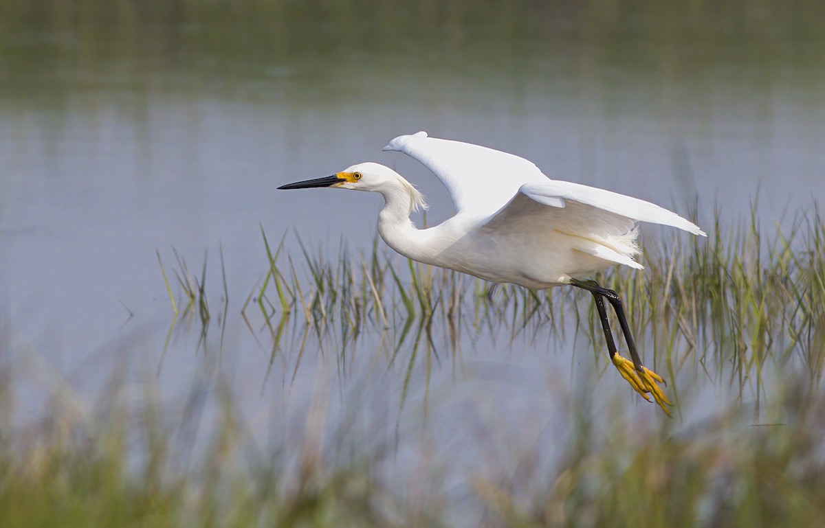 New York Breeding Bird Atlas Checklist 16 Jun 2023 Timber Point
