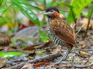  - Black-crowned Antpitta