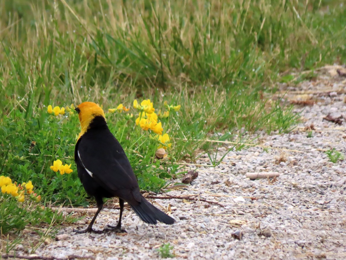 Yellow-headed Blackbird - ML586325641