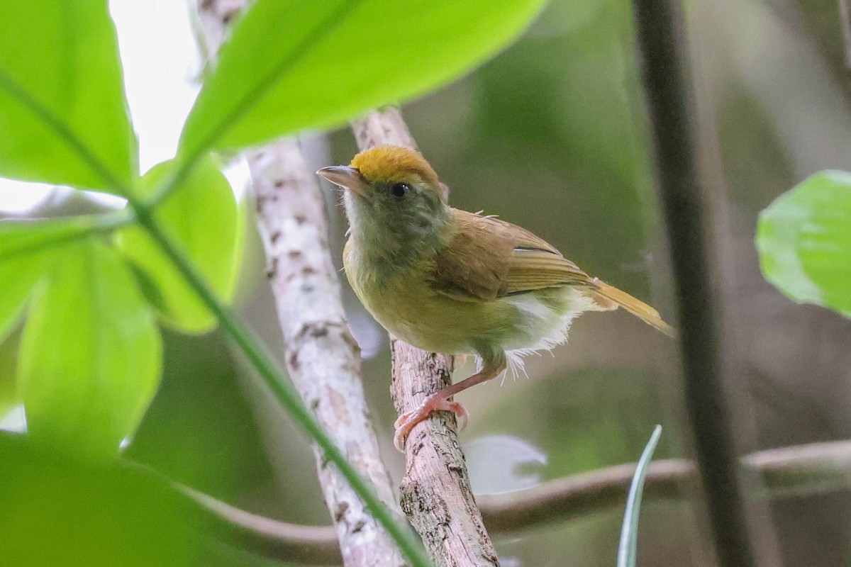 Tawny-crowned Greenlet - ML586326461