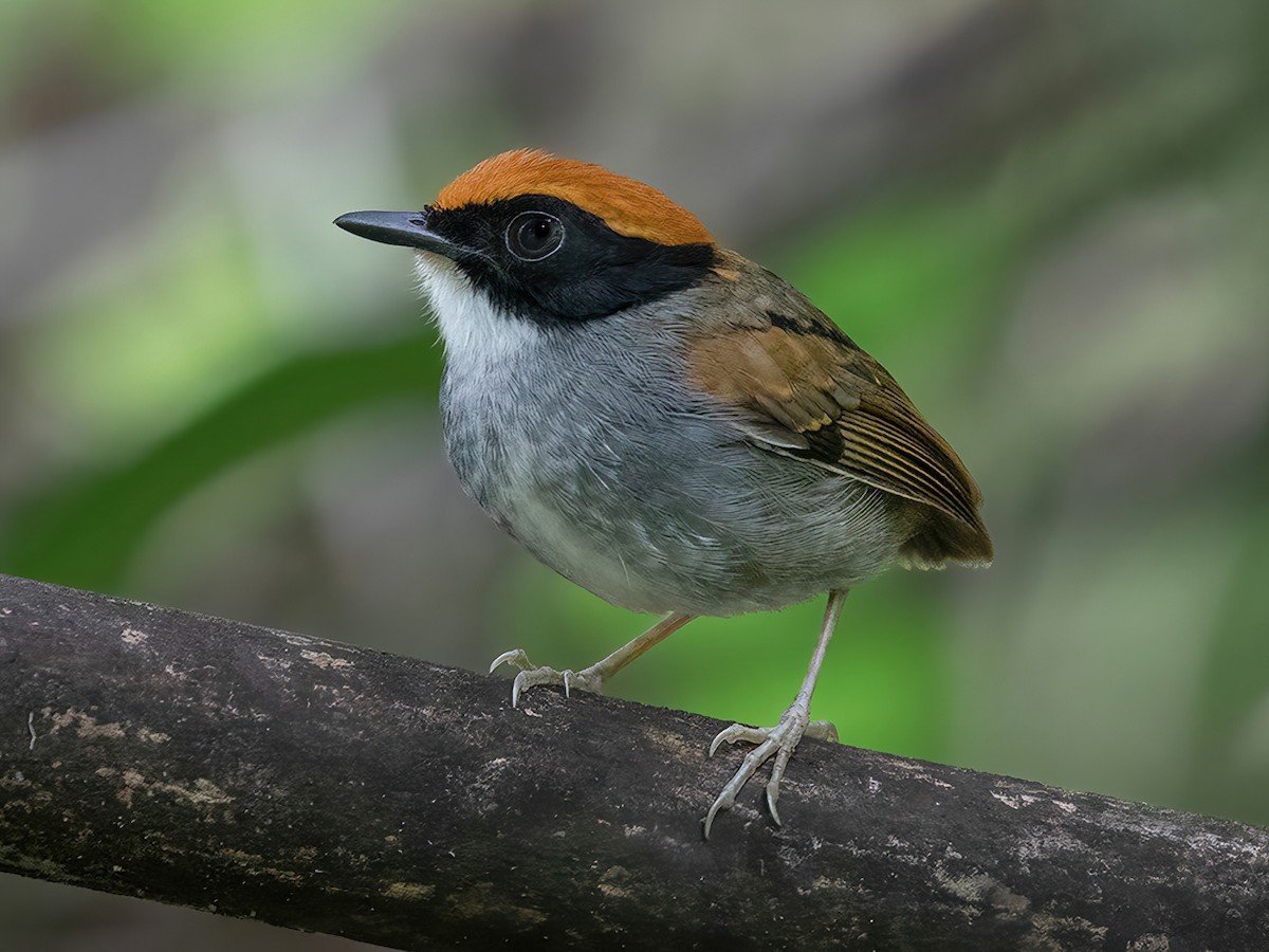 Black-cheeked Gnateater - Conopophaga melanops - Birds of the World