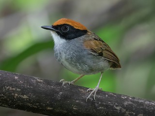  - Black-cheeked Gnateater