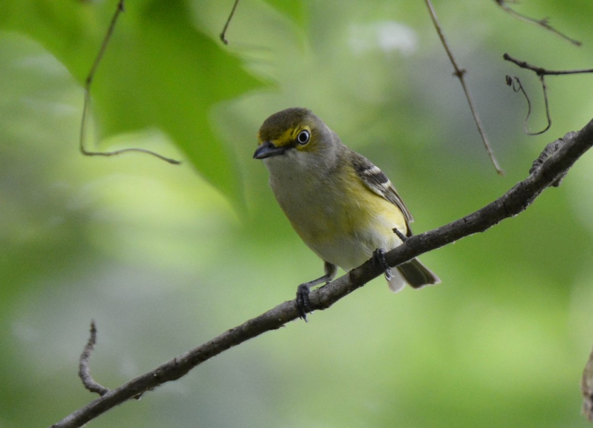 North Carolina Bird Atlas Checklist Jun Uzzle Woods Species