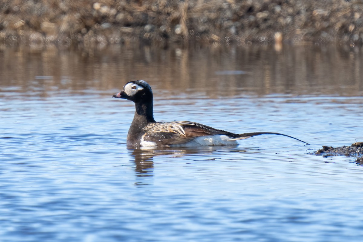 Long-tailed Duck - ML586328501