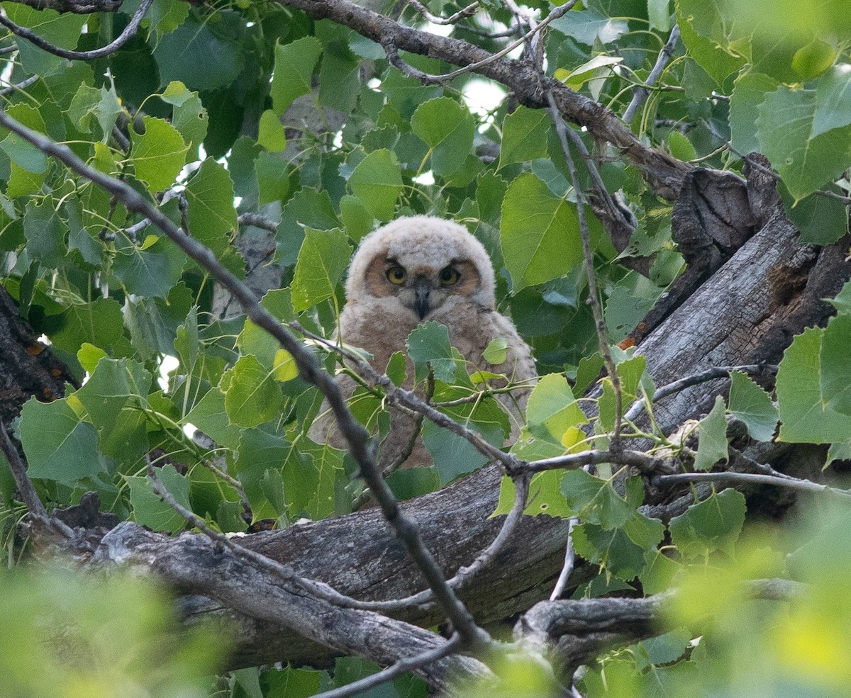 Great Horned Owl - ML586328561