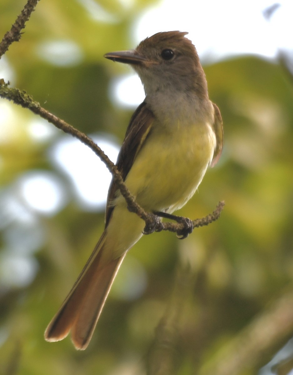 Great Crested Flycatcher - ML586329671