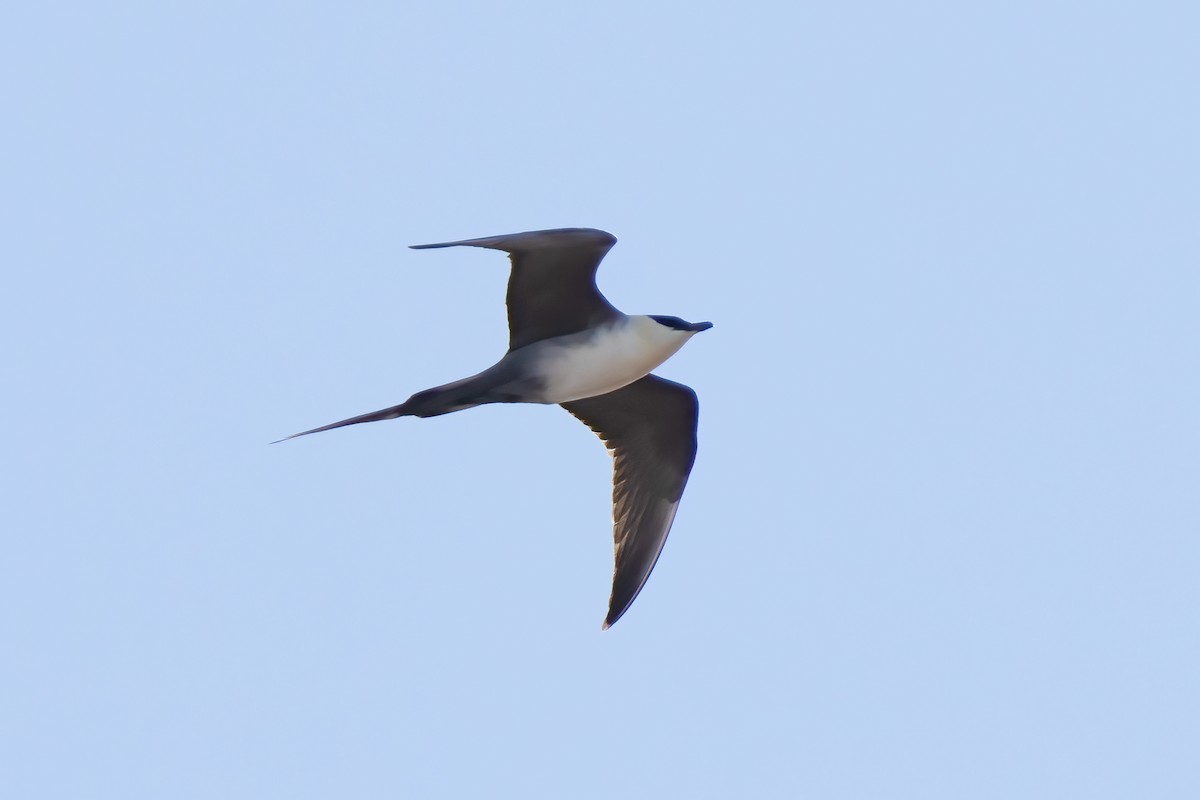 Long-tailed Jaeger - ML586330341