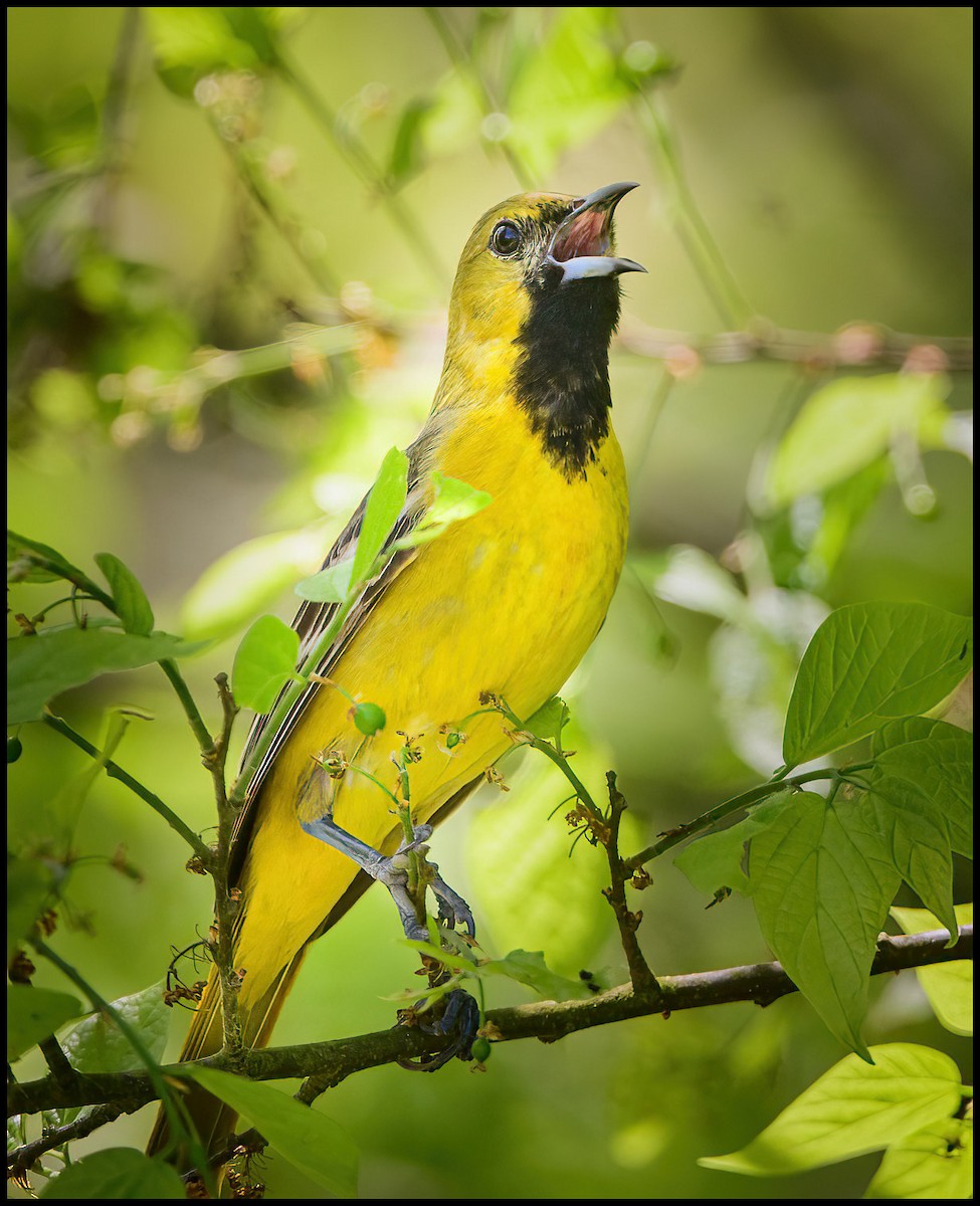 Orchard Oriole - ML586332911